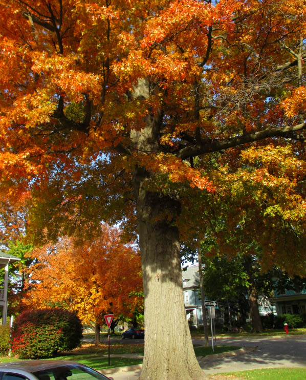 Courthouse Oak